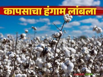 Cotton Procurement Extension : कापसाचा हंगाम लांबला; नोंदणीला महिनाभर मुदतवाढ वाचा सविस्तर - Marathi News | latest news Cotton Procurement Extension: Cotton season extended; Registration extended by a month Read in detail | Latest News at Lokmat.com