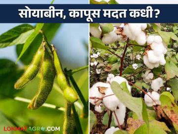 कापूस व सोयाबीन मदत थेट शेतकऱ्यांच्या खात्यात जमा करण्याची तारीख ठरली - Marathi News | The date of deposit of cotton and soybean subsidy directly into farmers' accounts has been decided | Latest News at Lokmat.com