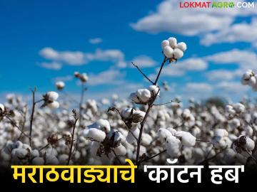 Cotton Hub :'इंटिग्रेटेड टेक्सटाईल पार्क'ची गरज; मानवतच्या 'कॉटन हब'ला उभारी देणारा उपाय वाचा सविस्तर - Marathi News | latest news Cotton Hub: Need for 'Integrated Textile Park'; Read in detail a solution that will boost humanity's 'Cotton Hub' | Latest News at Lokmat.com