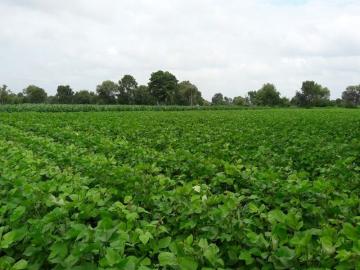 मराठवाड्यात पावसाचा असा आहे अंदाज, असे करा पीक व्यवस्थापन - Marathi News | This is the forecast of rain in Marathwada, do crop management like this | Latest News at Lokmat.com