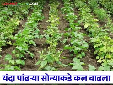 Cotton Crop : यंदा कपाशीची पेरणी किती; काय आहे शेतकऱ्यांचा कल? वाचा सविस्तर माहिती  - Marathi News | Cotton Crop : How much cotton is sown this year; What is the trend of farmers? Read detailed information  | Latest News at Lokmat.com