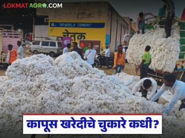 Kapus Kharedi : हमी दराने कापूस विकला… पण पैसे कुठे? वाचा सविस्तर - Marathi News | latest news Kapus Kharedi: Cotton sold at guaranteed price… but where is the money? Read in detail | Latest News at Lokmat.com