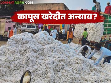 Kapus Kharedi : कापूस खरेदीत अन्याय? मराठवाड्यात हमीभावावर मर्यादा लागू वाचा सविस्तर - Marathi News | latest news Kapus Kharedi: Injustice in cotton procurement? Limit imposed on guaranteed price in Marathwada Read in detail | Latest News at Lokmat.com