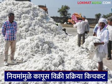 Kapus Kharedi : हमी केंद्रावर कापूस विक्रीसाठी शेतकऱ्यांना टेक्नोसॅव्ही व्हावे लागणार! Kapus Kharedi : हमी केंद्रावर कापूस विक्रीसाठी शेतकऱ्यांना टेक्नोसॅव्ही व्हावे लागणार!