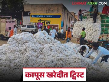 Kapus Kharedi : कापूस खरेदीत ट्विस्ट! शेतकऱ्यांची नोंदणी रद्द; वाचा नेमकं कारण काय - Marathi News | latest news Kapus Kharedi: Twist in cotton procurement! Farmers' registration cancelled; Read the real reason | Latest News at Lokmat.com Kapus Kharedi : कापूस खरेदीत ट्विस्ट! शेतकऱ्यांची नोंदणी रद्द; वाचा नेमकं कारण काय - Marathi News | latest news Kapus Kharedi: Twist in cotton procurement! Farmers' registration cancelled; Read the real reason | Latest News at Lokmat.com