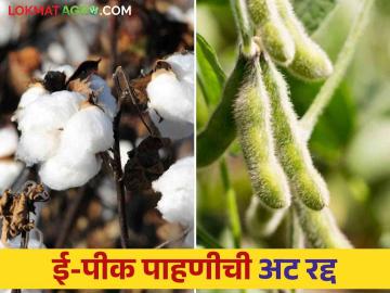 सोयाबीन, कापूस उत्पादक शेतकऱ्यांना पैसे मिळण्याचा मार्ग मोकळा ई-पीक पाहणीची अट रद्द - Marathi News | E pik pahani condition cleared for soybean, cotton farmers to get money | Latest News at Lokmat.com सोयाबीन, कापूस उत्पादक शेतकऱ्यांना पैसे मिळण्याचा मार्ग मोकळा ई-पीक पाहणीची अट रद्द - Marathi News | E pik pahani condition cleared for soybean, cotton farmers to get money | Latest News at Lokmat.com
