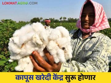 Cotton Market : राज्यातील कापूस खरेदी केंद्रे सुरू होणार 'या' दिवशी; महामंडळाची हायकोर्टात माहिती - Marathi News | Cotton Market: Cotton buying centers in the state will open on 'this' day; Corporation Inform in High Court | Latest News at Lokmat.com