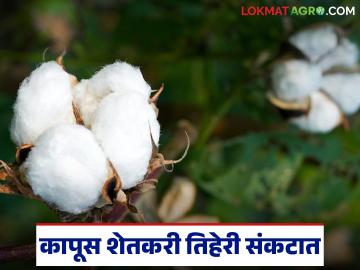 Kapus Market : पांढऱ्या सोन्याचा 'काळा बाजार'; पुढील महिन्यात मिल सुरू झाल्यावर भाव वाढतील का? - Marathi News | Kapus Market : 'Black market' of white gold; Will prices increase when the mill starts next month? | Latest News at Lokmat.com