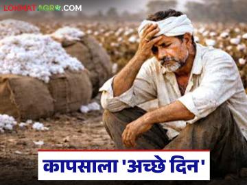 Cotton Market : कापूस दरात मोठी उसळी; मालामाल 'सीसीआय', शेतकरी मात्र हताश - Marathi News | latest news Cotton Market: Big jump in cotton prices; CCI is rich, but farmers are desperate | Latest News at Lokmat.com