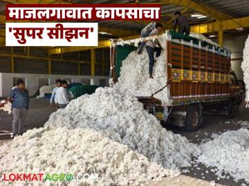 Cotton Market : कापसाने तोडले रेकॉर्ड; माजलगावात २६८ कोटींची उलाढाल! - Marathi News | latest news Cotton Market: Cotton breaks record; turnover of 268 crores in Majalgaon! | Latest News at Lokmat.com