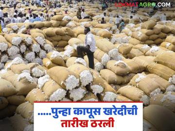 Cotton Market Update: कापुस उत्पादकांनो! सीसीआय खरेदी होणार पुन्हा सुरळीत वाचा सविस्तर - Marathi News | Cotton Market Update: latest news Cotton growers! CCI procurement will be smooth again, read in detail | Latest News at Lokmat.com Cotton Market Update: कापुस उत्पादकांनो! सीसीआय खरेदी होणार पुन्हा सुरळीत वाचा सविस्तर - Marathi News | Cotton Market Update: latest news Cotton growers! CCI procurement will be smooth again, read in detail | Latest News at Lokmat.com