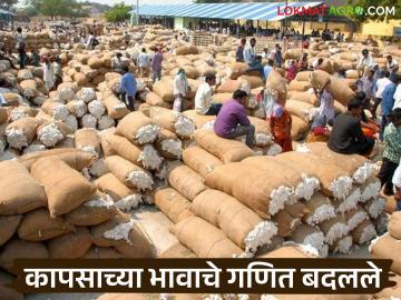 Cotton Market : कापसाच्या भाववाढीचा वेग खूपच मंद; खर्च गगनाला भिडला - Marathi News | latest news Cotton Market: The rate of increase in cotton prices is very slow; Costs have skyrocketed | Latest News at Lokmat.com