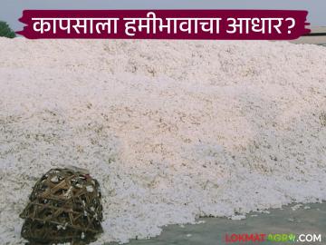Cotton Market : कापसाचे दर शेतकऱ्यांना रडवणार; सीझन सुरू होण्याआधीच निकाल? वाचा सविस्तर - Marathi News | latest news Cotton Market: Will cotton prices make farmers cry; Results before the season starts? Read in detail | Latest News at Lokmat.com