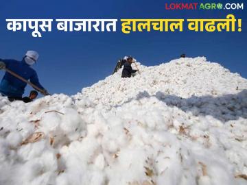 Cotton Market Update : तेलंगणा टॉपवर, महाराष्ट्र दुसऱ्या क्रमांकावर; 'सीसीआय'ची मोठी हालचाल वाचा सविस्तर - Marathi News | latest news Cotton Market Update: Telangana on top, Maharashtra in second place; Read CCI's big move in detail | Latest News at Lokmat.com Cotton Market Update : तेलंगणा टॉपवर, महाराष्ट्र दुसऱ्या क्रमांकावर; 'सीसीआय'ची मोठी हालचाल वाचा सविस्तर - Marathi News | latest news Cotton Market Update: Telangana on top, Maharashtra in second place; Read CCI's big move in detail | Latest News at Lokmat.com