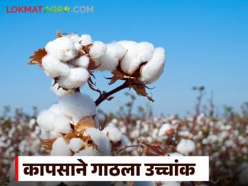Cotton Market : अबब! कापसाच्या दराने घेतली मोठी झेप; ८ दिवसांत हजाराची वाढ - Marathi News | latest news Cotton Market: Wow! Cotton prices take a big jump; Increase of thousand in 8 days | Latest News at Lokmat.com