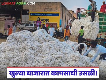 Cotton Market : कापसाचे हमी दर घसरले; मात्र खुल्या बाजारात दरवाढ वाचा सविस्तर - Marathi News | latest news Cotton Market: Guaranteed cotton prices fell; but prices increased in the open market Read in detail | Latest News at Lokmat.com Cotton Market : कापसाचे हमी दर घसरले; मात्र खुल्या बाजारात दरवाढ वाचा सविस्तर - Marathi News | latest news Cotton Market: Guaranteed cotton prices fell; but prices increased in the open market Read in detail | Latest News at Lokmat.com