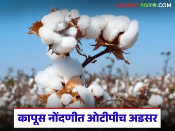 Kapus Kharedi : कापूस नोंदणीसाठी अवघे सहा दिवस; ओटीपी अडचणींमुळे शेतकरी अडचणीत वाचा सविस्तर - Marathi News | latest news Kapus Kharedi: Only six days left for cotton registration; Farmers in trouble due to OTP problems read in details | Latest News at Lokmat.com