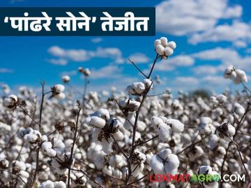 Cotton Market : कापूस तेजीत, तरी शेतकरी का हवालदिल? कारणे वाचा सविस्तर
