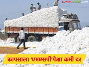 Kapus Kharedi : सीसीआयच्या क्लिष्ट प्रक्रियेमुळे कापूस शेतकरी अडचणीत; एमएसपीचा लाभच नाही? - Marathi News | latest news Kapus Kharedi: Cotton farmers in trouble due to CCI's complicated process; No benefit from MSP? | Latest News at Lokmat.com