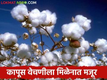 Cotton Picking : कापूस वेचणीला प्रारंभ; मजुरांसाठी करावी लागते पायपीट - Marathi News | Cotton Picking : The labourers not getting for cotton picking | Latest News at Lokmat.com