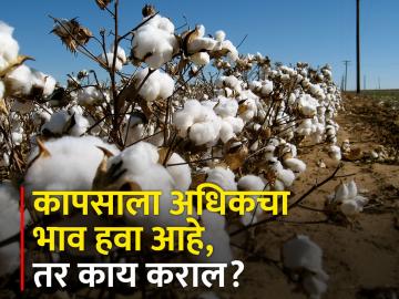 कापसाची वेचणी व प्रतवारी कशी करावी? - Marathi News | How to picking and grading of cotton? | Latest News at Lokmat.com