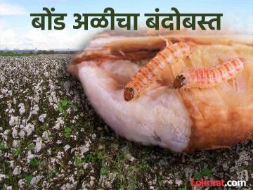 कापूस पिकात बोंडअळी येऊ नये म्हणून कसा कराल करेक्ट कार्यक्रम - Marathi News | How to do correct program to prevent bollworm in cotton crop | Latest News at Lokmat.com