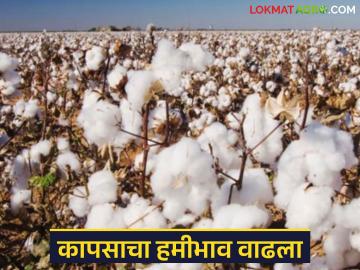 Cotton Market : कापसाचा हमीभाव वाढला; शेतकऱ्यांचा शासकीय खरेदीकडे कल वाचा सविस्तर - Marathi News | latest news Cotton Market: Guaranteed price of cotton increased; Farmers' inclination towards government procurement Read in detail | Latest News at Lokmat.com