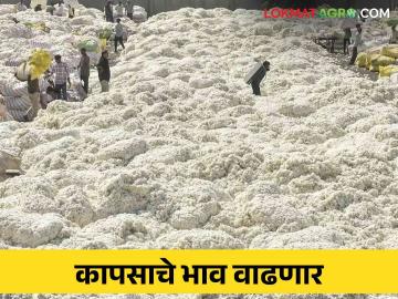 Cotton Market Update : गुड न्युज ! सरकीचे दर वाढले; कापसाचे भाव वाढणार का? वाचा सविस्तर - Marathi News | Cotton Market Update: Good News! Slip rates increased; Will cotton prices rise? Read in detail | Latest News at Lokmat.com