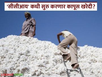 पहिल्याच वेचणीचा कापूस खासगी व्यापाऱ्यांच्या दारात, शेतकरी सीसीआय खरेदी केंद्रांच्या प्रतीक्षेत - Marathi News | First-harvest cotton at the doorsteps of private traders, farmers waiting for CCI procurement centers | Latest News at Lokmat.com