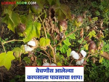Cotton Crop Damage : वेचणीस आलेल्या कापसाला पावसाचा शाप; उत्पादकांवर आले मोठे संकट - Marathi News | latest news Cotton Crop Damage: Rains curse even the harvested cotton; Big crisis for the producers | Latest News at Lokmat.com