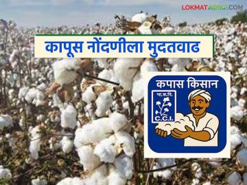 Kapus Kharedi : कापूस नोंदणी प्रक्रियेत अडचणींनंतर मोठा निर्णय; मुदतवाढ जाहीर वाचा सविस्तर - Marathi News | latest news Kapus Kharedi: Big decision after difficulties in cotton registration process; Extension announced Read in detail | Latest News at Lokmat.com