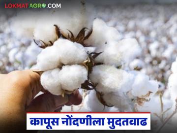 Kapus Kharedi : कापूस उत्पादकांना दिलासा; हायकोर्टात 'सीसीआय'ने दिली ग्वाही वाचा सविस्तर - Marathi News | latest news Kapus Kharedi: Relief for cotton growers; CCI gave evidence in the High Court, read in detail | Latest News at Lokmat.com