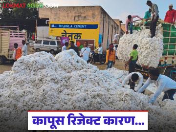 Kapus Kharedi : हमीभाव कागदावरच? ॲप अडथळ्यांमुळे शेतकऱ्यांचा कापूस रिजेक्ट - Marathi News | latest news Kapus Kharedi: Guaranteed price only on paper? Farmers' cotton rejected due to app obstacles | Latest News at Lokmat.com