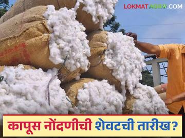 Kapus Kharedi: शेतकऱ्यांनो! कापूस नोंदणीची 'ही' आहे शेवटची तारिख वाचा सविस्तर - Marathi News | Kapus Kharedi : Farmers! 'This' is the last date of cotton registration Read details | Latest News at Lokmat.com