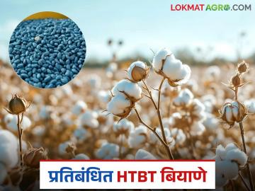 HTBT Cotton Seeds: प्रतिबंधित HTBT कपाशी बियाणे विक्री जोरात सुरू; कृषी विभागाची कारवाई धडाकेबाज! - Marathi News | latest news HTBT Cotton Seeds: Sale of banned HTBT cotton seeds continues in full swing; Agriculture Department takes drastic action! | Latest News at Lokmat.com