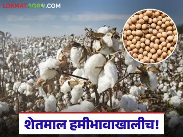 Shetmal Bajarbhav : शेतमालाला भावाचा बसतोय फटका; दिवाळीनंतर बाजारात घसरण सुरूच वाचा सविस्तर - Marathi News | latest news Shetmal Bajarbhav: Agricultural commodities are being hit by price hike; Market continues to fall after Diwali Read in detail | Latest News at Lokmat.com Shetmal Bajarbhav : शेतमालाला भावाचा बसतोय फटका; दिवाळीनंतर बाजारात घसरण सुरूच वाचा सविस्तर - Marathi News | latest news Shetmal Bajarbhav: Agricultural commodities are being hit by price hike; Market continues to fall after Diwali Read in detail | Latest News at Lokmat.com