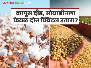 Soybean, Cotton Yield : कापूस दीड, सोयाबीनला केवळ दोन क्विंटल उतारा; आर्थिक संकट कायम! - Marathi News | latest news Soybean, Cotton Yield: Cotton yield one and a half quintals, soybean yield only two quintals; Economic crisis continues! | Latest News at Lokmat.com