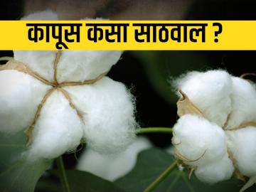 कापसाची योग्यप्रकारे कशी साठवणूक कराल? - Marathi News | How to properly store cotton? | Latest News at Lokmat.com
