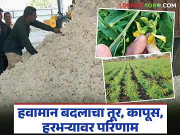 Crop Pest Attack : तूर, कापूस, हरभऱ्यावर किडींचा वाढता प्रादुर्भाव; एकात्मिक कीड व्यवस्थापन आवश्यक वाचा सविस्तर - Marathi News | latest news Crop Pest Attack: Increasing incidence of pests on tur, cotton, gram; Integrated pest management is necessary, read in detail | Latest News at Lokmat.com Crop Pest Attack : तूर, कापूस, हरभऱ्यावर किडींचा वाढता प्रादुर्भाव; एकात्मिक कीड व्यवस्थापन आवश्यक वाचा सविस्तर - Marathi News | latest news Crop Pest Attack: Increasing incidence of pests on tur, cotton, gram; Integrated pest management is necessary, read in detail | Latest News at Lokmat.com