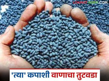 Cotton Variety : खारपाण पट्ट्यात 'त्या' कपाशी वाणाचा तुटवडा; काय आहे कारण वाचा सविस्तर - Marathi News | latest news Cotton Variety: Shortage of 'that' cotton variety in the Kharpan belt; What is the reason? Read in detail | Latest News at Lokmat.com Cotton Variety : खारपाण पट्ट्यात 'त्या' कपाशी वाणाचा तुटवडा; काय आहे कारण वाचा सविस्तर - Marathi News | latest news Cotton Variety: Shortage of 'that' cotton variety in the Kharpan belt; What is the reason? Read in detail | Latest News at Lokmat.com