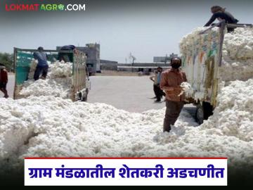 Kapus Kharedi : ग्राम मंडळातील शेतकरी अडचणीत; सीसीआयची नोंदणी नाकारल्याने आर्थिक फटका - Marathi News | latest news Kapus Kharedi: Farmers in Gram Mandal in trouble; Financial hit due to CCI's refusal to register | Latest News at Lokmat.com