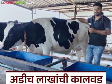 जातिवंत संगोपनाचा झाला फायदा; बाजार मंदावले असतानाही कालवडीची अडीच लाखांला विक्री - Marathi News | Pure breed cow rearing has benefited; Calf sold for Rs 2.5 lakh despite market slowdown | Latest agri-business News at Lokmat.com