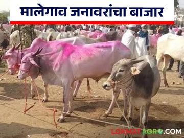 Agriculture News : मालेगाव बाजारात एचएफ, जर्सी गायीसाठी बोली वाढली, वाचा सविस्तर  - Marathi News | Latest News Bids for HF, Jersey cows increase in Malegaon cow market, read in detail | Latest News at Lokmat.com