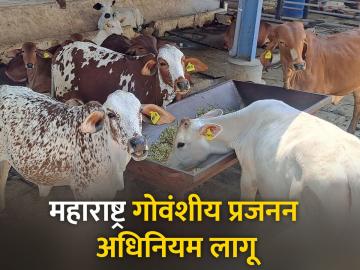 उच्च उत्पादन क्षमतेची दुधाळ जनावरे वाढविणार - Marathi News | Increase milking livestock with high production capacity | Latest News at Lokmat.com