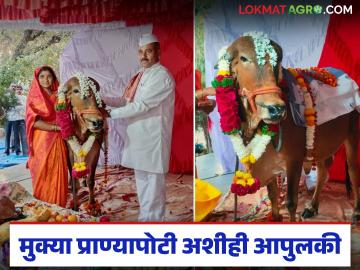 मुक्या प्राण्यापोटी अशीही आपुलकी; पंढरपूर तालुक्यातील 'या' गावात गोदावरी गाईचे डोहाळजेवण - Marathi News | Such affection for a livestock; Godavari cow dohal ceremony in 'this' village of Pandharpur taluka | Latest News at Lokmat.com मुक्या प्राण्यापोटी अशीही आपुलकी; पंढरपूर तालुक्यातील 'या' गावात गोदावरी गाईचे डोहाळजेवण - Marathi News | Such affection for a livestock; Godavari cow dohal ceremony in 'this' village of Pandharpur taluka | Latest News at Lokmat.com