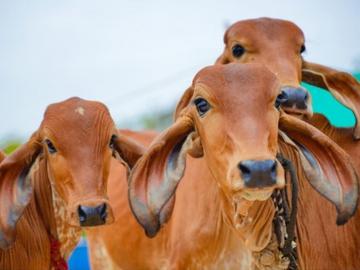 लाडक्या जनावरांसाठी सुरू करता येईल वृद्धाश्रम; अशी आहे योजना - Marathi News | old age home for cattle under Govardhan Govansh Seva Kendra Scheme | Latest News at Lokmat.com