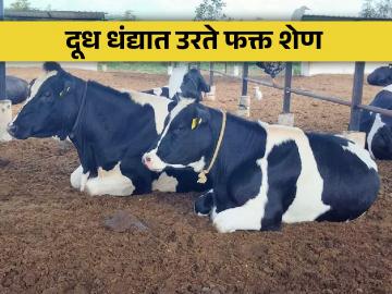 भरपूर दूध उत्पादन देणारी जनावरे निर्माण करायला हवी - Marathi News | livestock should be produced which produce a lot of milk | Latest News at Lokmat.com