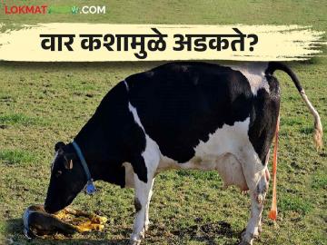 गाई म्हैशी मध्ये वार किंवा जार का अडकते? काय करावे उपाय - Marathi News | Why does get stuck placenta during cow & buffalo pregnancy? What to do? | Latest News at Lokmat.com