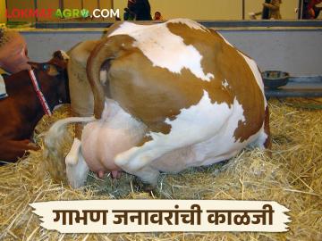 अधिक दुध उत्पादनासाठी गाभण जनावरांची काळजी कशी घ्याल? - Marathi News | How to take care of pregnant livestock's? | Latest agriculture News at Lokmat.com