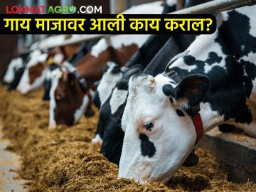 गाय माजावर आली असेल तर ही काळजी घ्या? होईल मोठा फायदा - Marathi News | how to care if the cow has come to heat? It will be a big benefit | Latest News at Lokmat.com